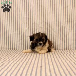 Natalie, Maltipoo Puppy
